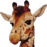 Geoffry
